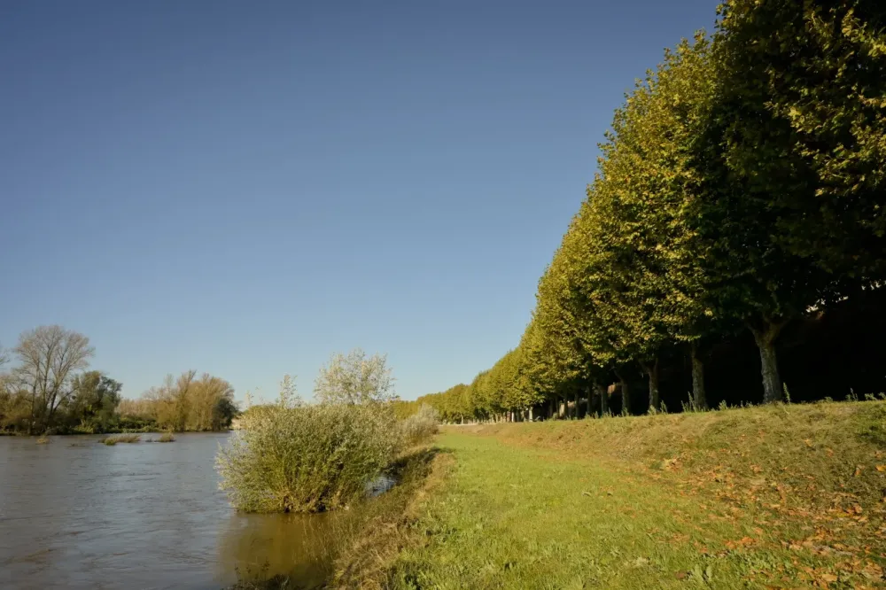 Abattage ripisylves près de Angers