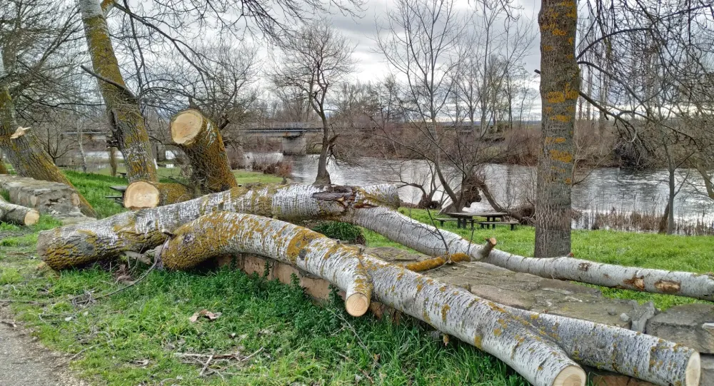 Abattage d'arbres près de Angers